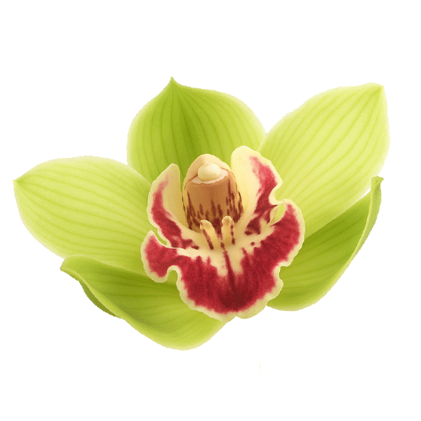 Flor